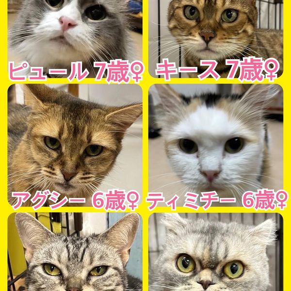 🐾今日の里親様募集中ニャンコ🐱メンバーです🐾2022,11,30【保護犬カフェ天神橋店】